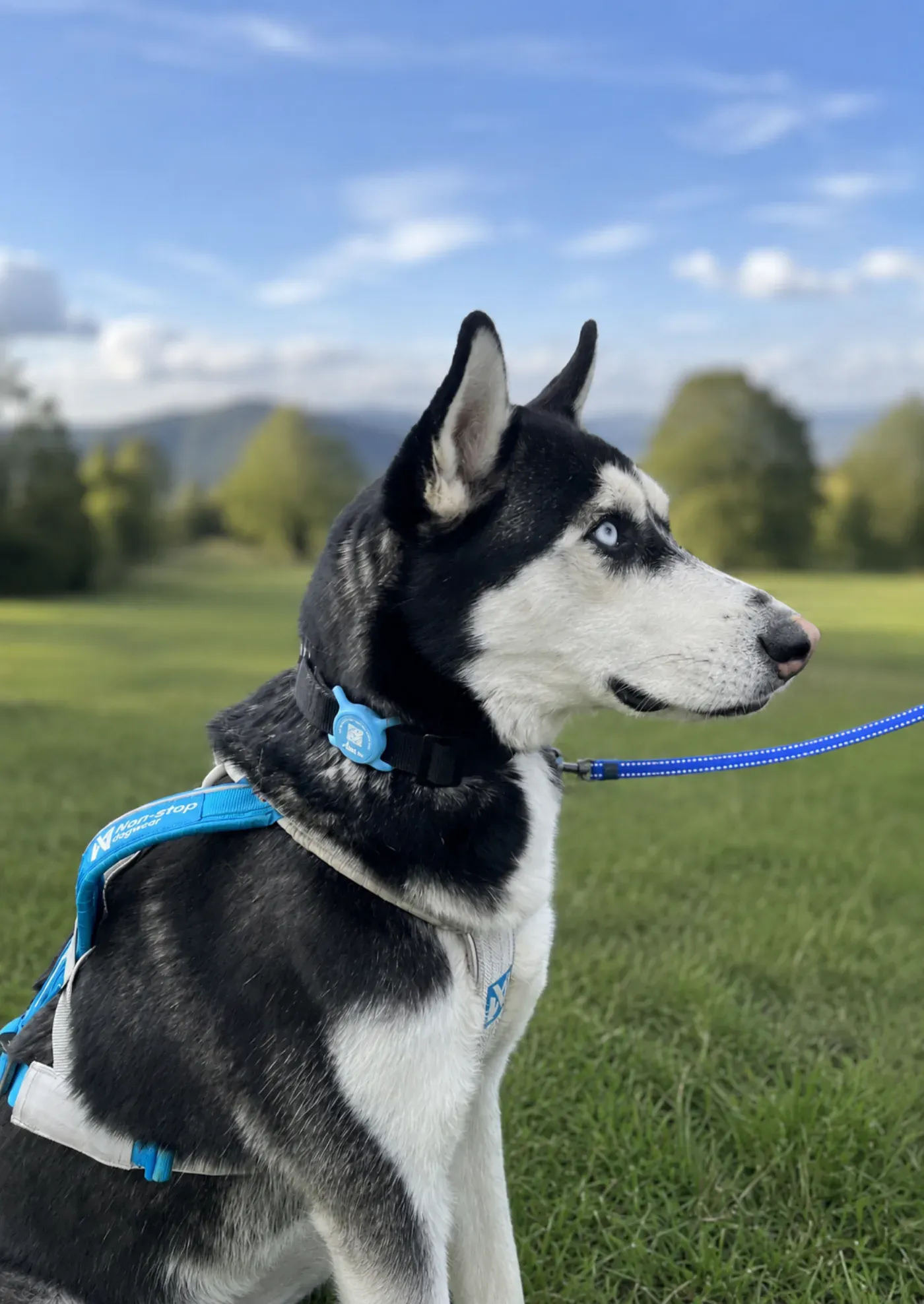 Kira, husky, con su placa Rudel azul en el campo