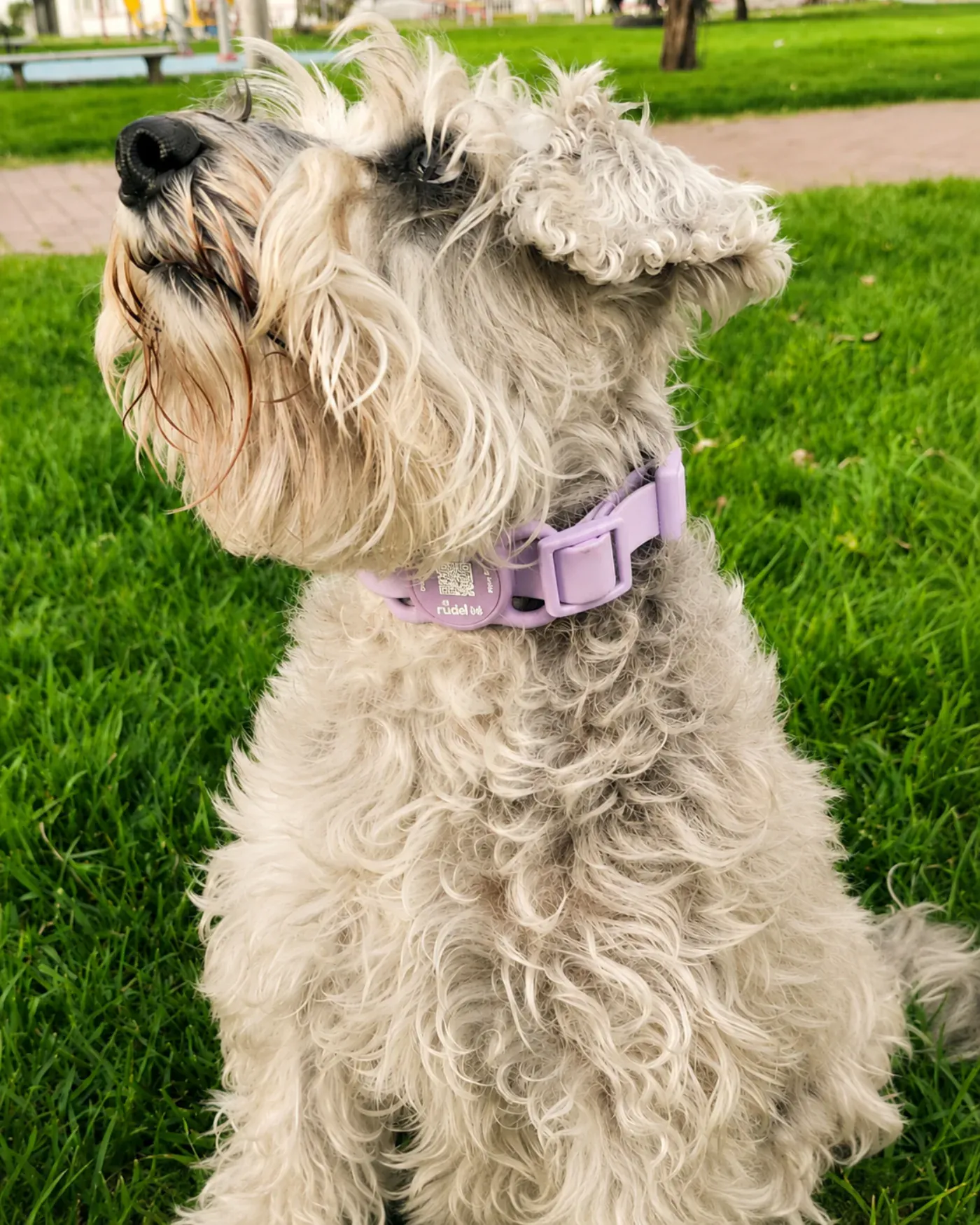 Lupe, schnauzer, con su placa Rudel lila