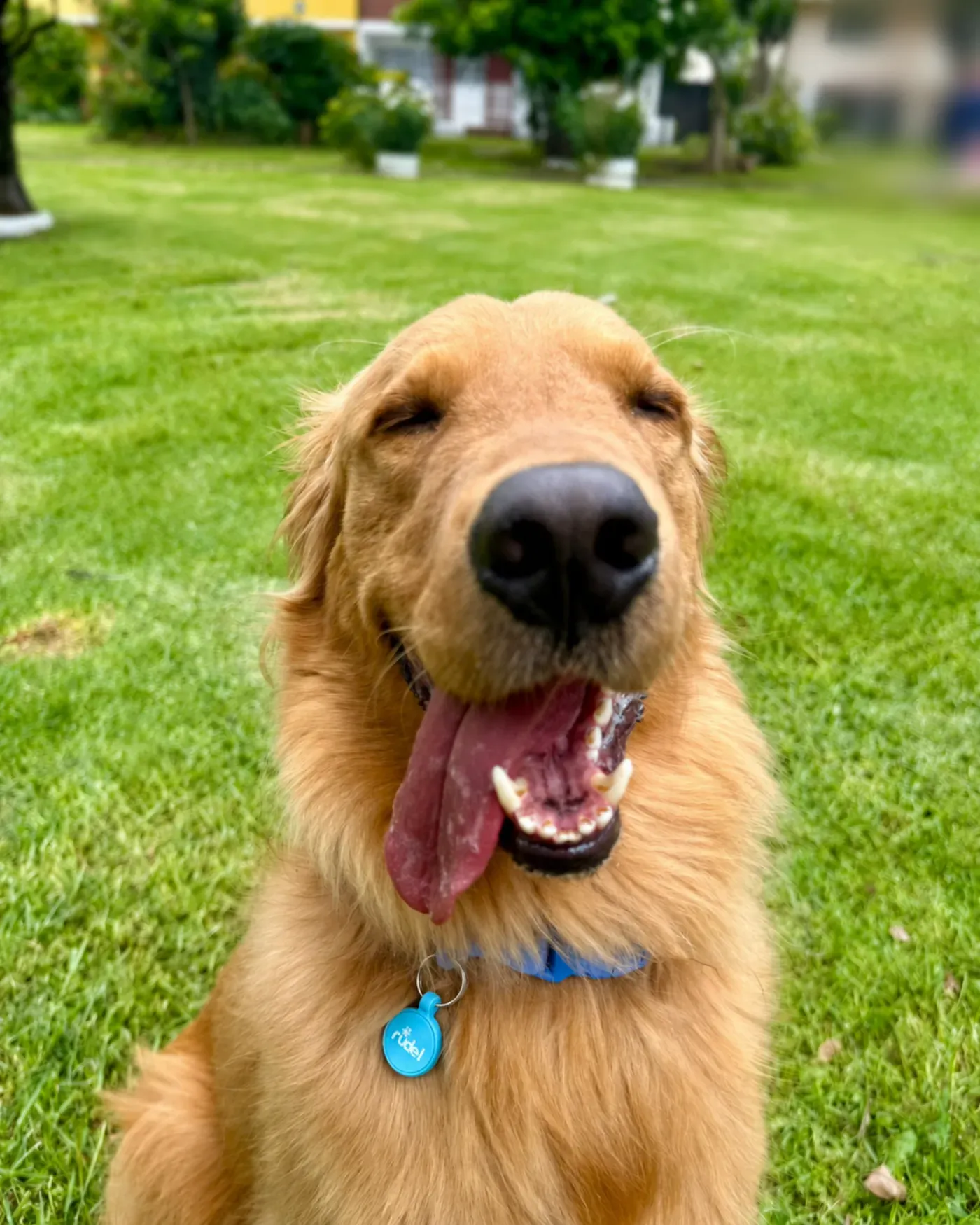Máximo, golden retriever, con su placa Rudel azul