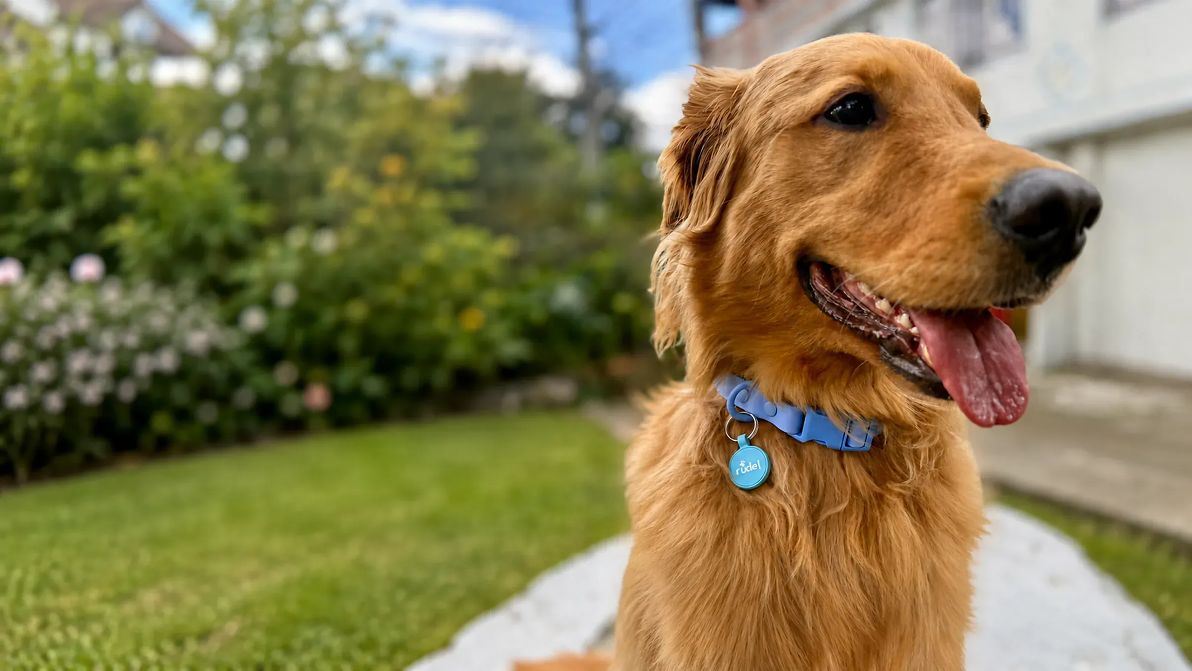 Máximo, golden retriever, con su placa Rudel azul en el collar