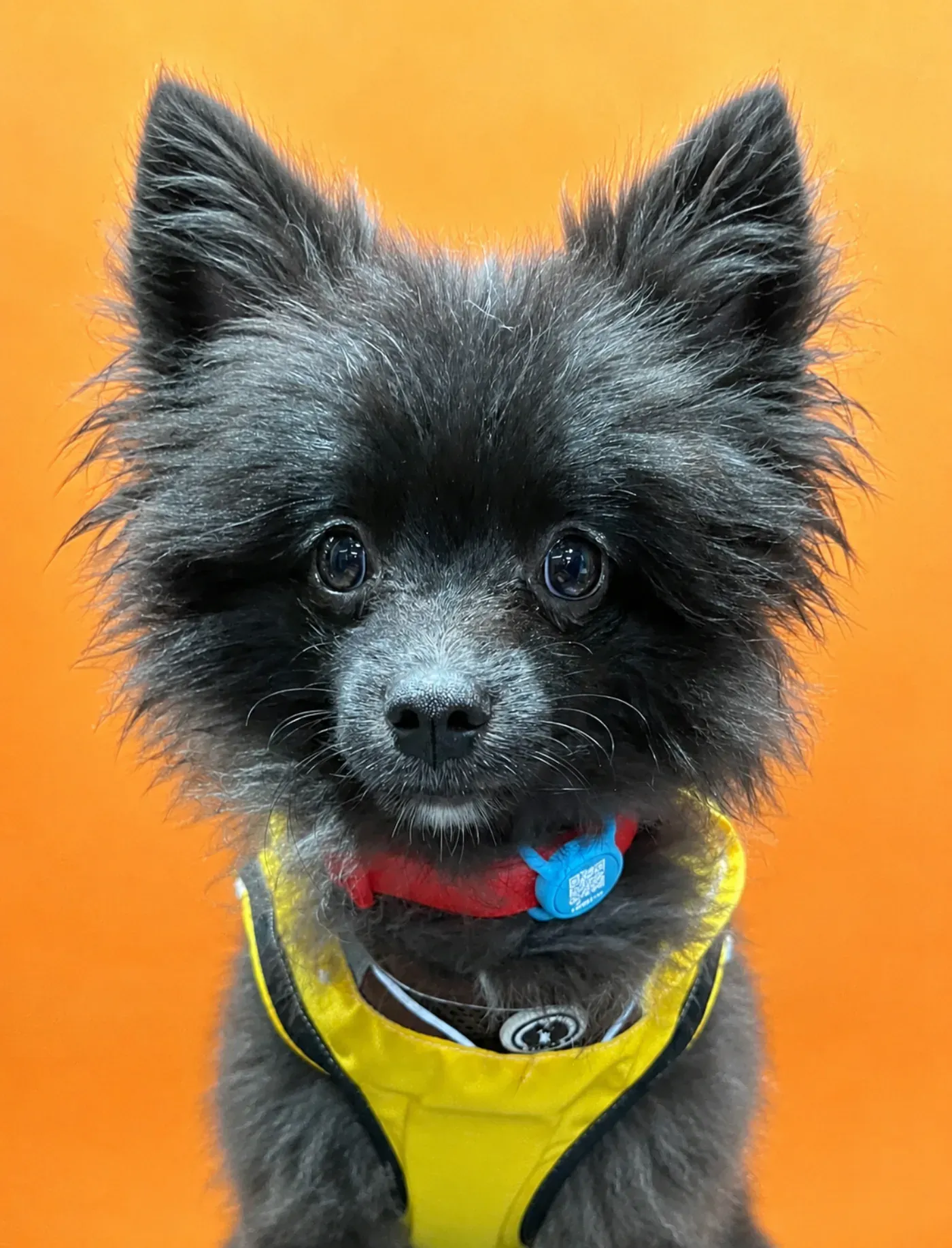 Coco, pomerania negro, con su placa Rudel azul