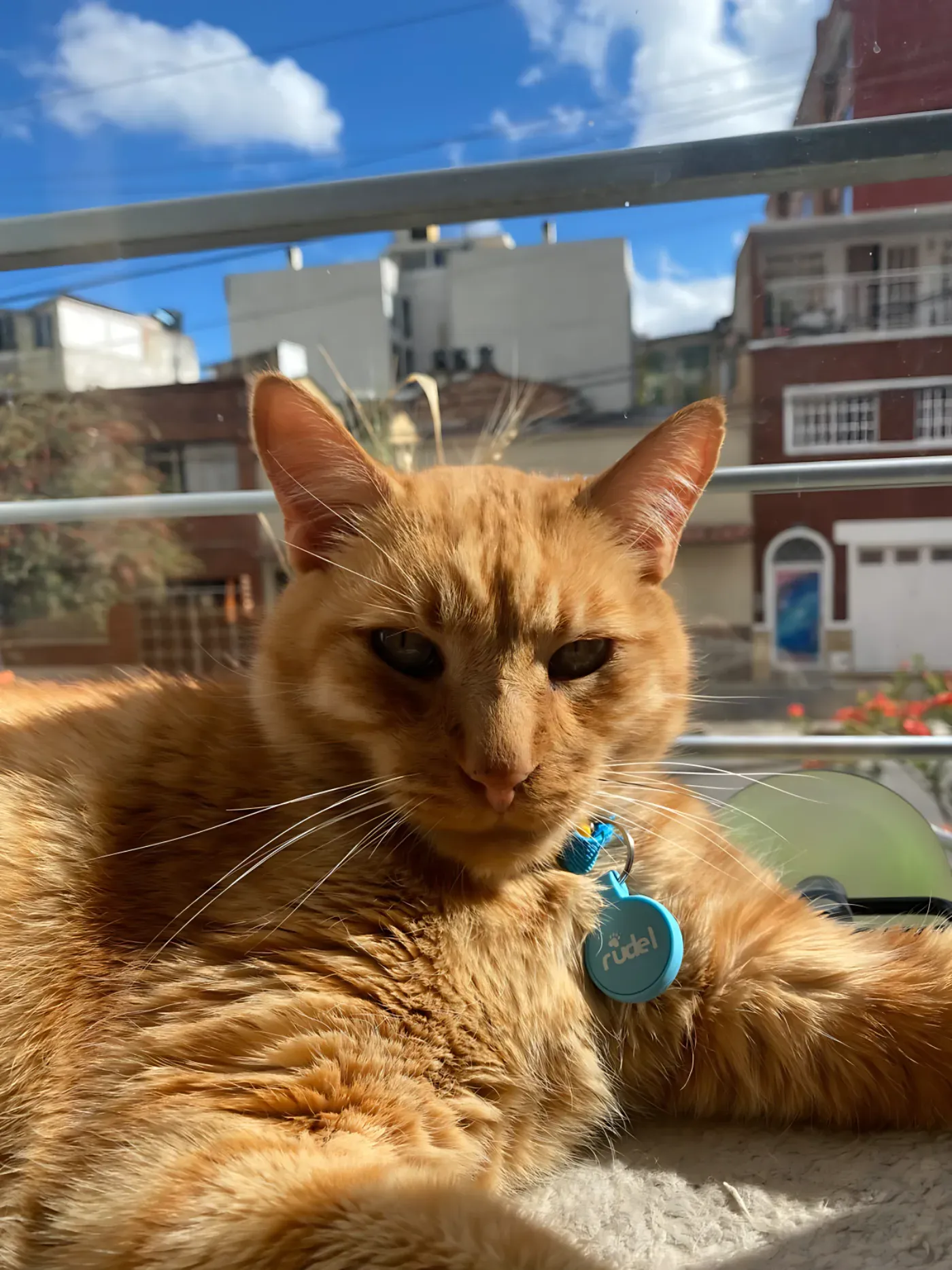 Mono, gato con placa Rudel azul en el collar; la marca se lee en la placa