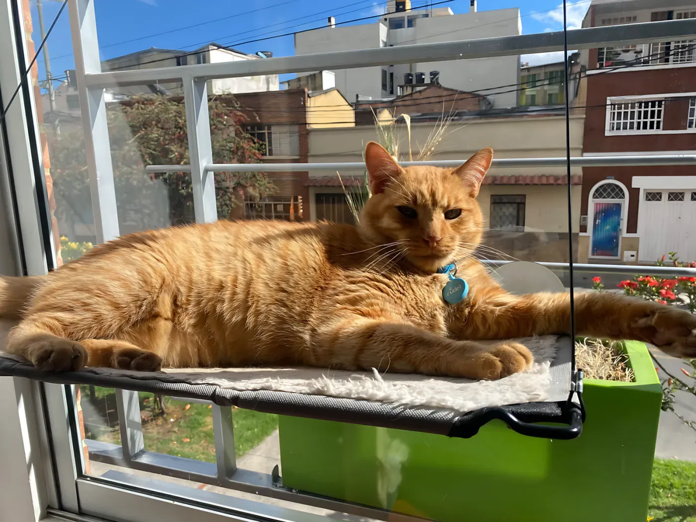 Mono, gato naranja en la ventana con placa Rudel azul